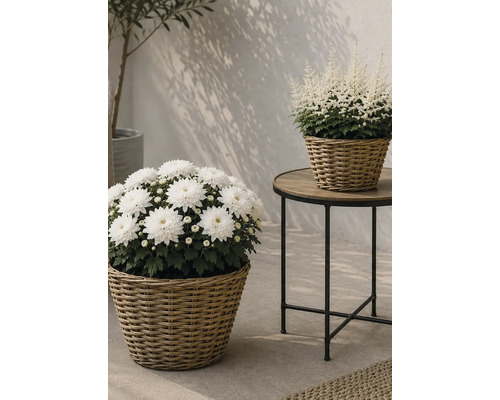 Vita krysantemum och astilbe i flätade korgar på ett runt sidobord och på golvet i en ljus miljö.