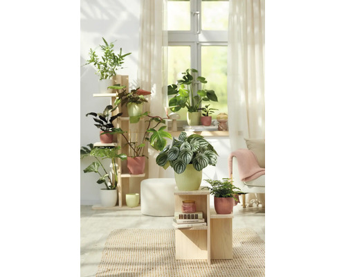 Ljust vardagsrum med olika krukväxter i blomkrukor på trähyllor framför ett fönster.