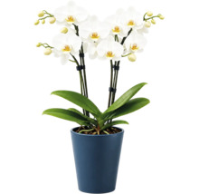 Phalaenopsis-orkidé med vita blommor och gröna blad i en blå keramikkruka.