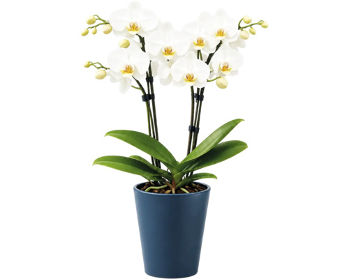 Phalaenopsis-orkidé med vita blommor och gröna blad i en blå keramikkruka.