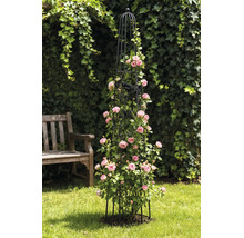 Svart trädgårdsobelisk i metall som klätterstöd för rosa klätterrosor på en gräsmatta.