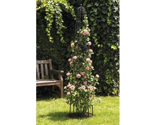 Svart trädgårdsobelisk i metall som klätterstöd för rosa klätterrosor på en gräsmatta.