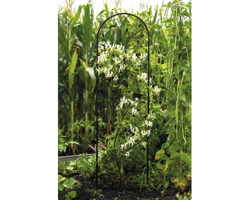 Klätterstöd i metall med dekorativa fåglar och blad, bevuxen med en vitblommande klätterväxt i en trädgård.