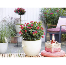 Dvärgros med röda blommor i vit rund ytterkruka på en solig terrass med trädgårdsmöbler och korgdekoration.