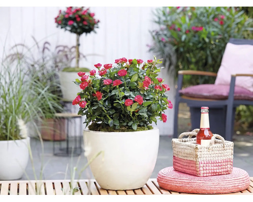 Dvärgros med röda blommor i vit rund ytterkruka på en solig terrass med trädgårdsmöbler och korgdekoration.