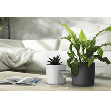 Två cylindriska växtkrukor på ett bord framför en soffa, en ljus och en mörk, planterade med en suckulent och en ormbunke.