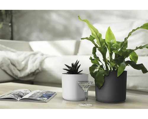 Två cylindriska växtkrukor på ett bord framför en soffa, en ljus och en mörk, planterade med en suckulent och en ormbunke.