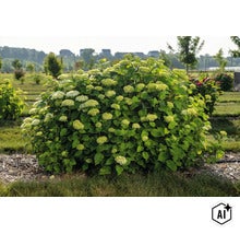 Blommande hortensiabuske i trädgården med många runda blomställningar och gröna blad. (Image AI modified or generated)