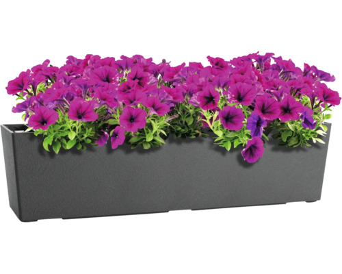 Rektangulär blomlåda i plast fylld med lila petunior