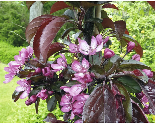 Blommande prydnadsapel med mörka blad och rosa blommor i trädgården