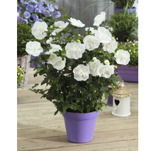 En blommande vit syririsk hibiskus i en kruka på en träaltan, omgiven av andra växter och ett litet fågelhus.