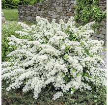 Spirea med många små vita blommor i en trädgård framför en mur av natursten.