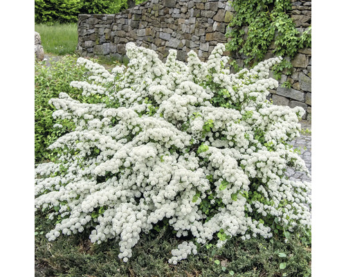 Spirea med många små vita blommor i en trädgård framför en mur av natursten.