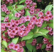 Blommande Weigela buske med talrika trattformade blommor och gröna blad.