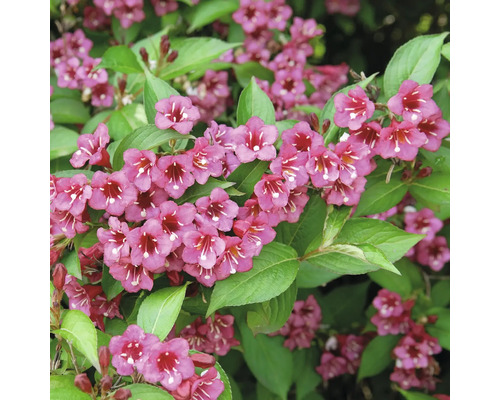 Blommande Weigela buske med talrika trattformade blommor och gröna blad.