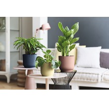 Dekorativa krukväxter i blomkrukor på sidobord i ett vardagsrum
