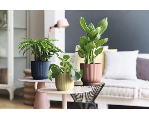 Dekorativa krukväxter i strukturerade krukor på sidobord i ett vardagsrum.