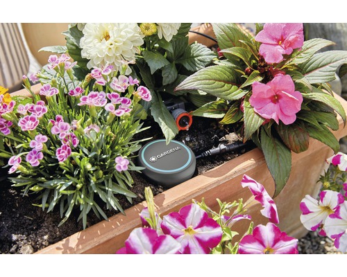 Blomlåda med bevattningssystem och olika blommande växter