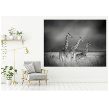 Fototapet SPECIAL DECORATION Giraffer svartvit 7 delar 340x254cm