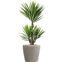 Självvattnande blomkruka LECHUZA Classico Color plast Ø59x56cm sandbrun inkl. substrat