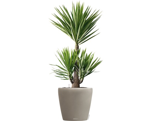 Yucca krukväxt i kruka