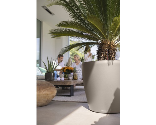 Scen med en prydnadspalm i en planteringslåda utomhus och en grupp människor i bakgrunden