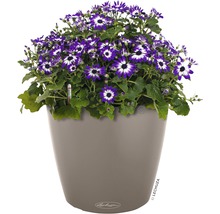 Självvattnande blomkruka LECHUZA Classico Color plast Ø43x40cm sandbrun inkl. substrat