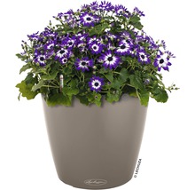 Självvattnande blomkruka LECHUZA Classico Color plast Ø22x20cm sandbrun inkl. substrat