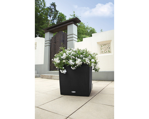 Svart blomkruka med vita blommor i trädgården