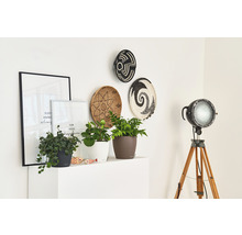 Dekorativ interiör med växter, tavlor, väggplattor och en golvlampa på en vit hylla