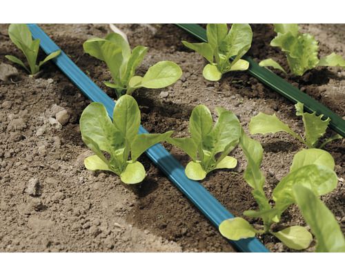 Bevattningssystem med salladsplantor i en trädgårdsbädd