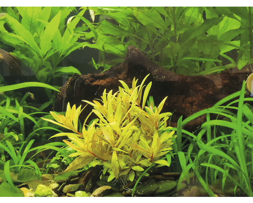 Akvarium med vattenväxter och trärot