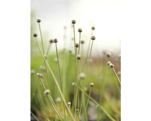 Närbild av tuvrör i trädgården