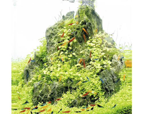 Akvarium med stenstruktur, vattenväxter och prydnadsräkor