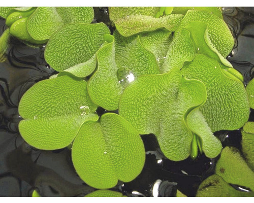 Närbild av musselblommor på vatten