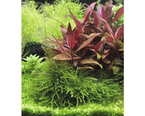 Akvarieväxter med gröna och rödaktiga blad