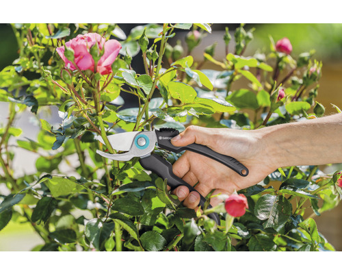 Trädgårdsarbete: rosenbuske beskärs med en sekatör.