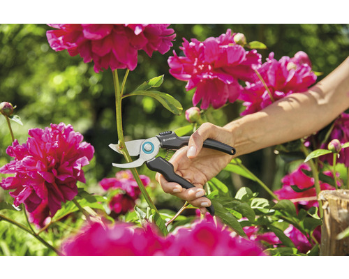 En person använder en trädgårdssax för att trimma en växt.