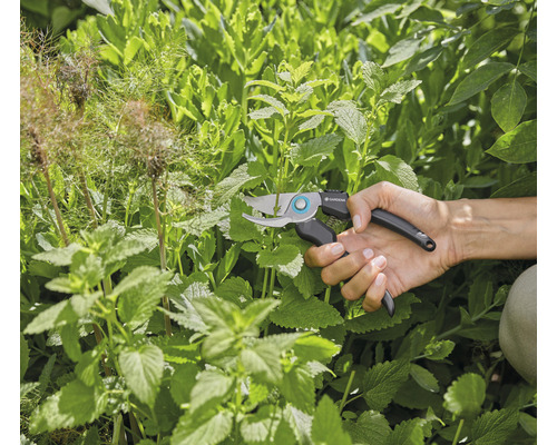 Trädgårdsarbete med en trädgårdssax för att klippa växter