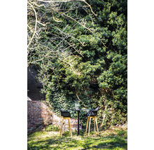 Trädgårdsscen med bistrobord och två barstolar framför en bevuxen vägg