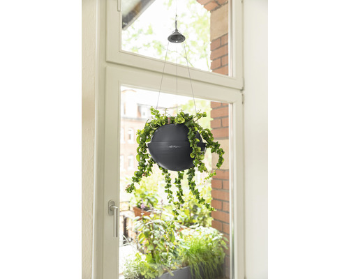 Hängande växt i kruka vid fönstret
