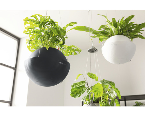 Hängande planteringar med olika växter