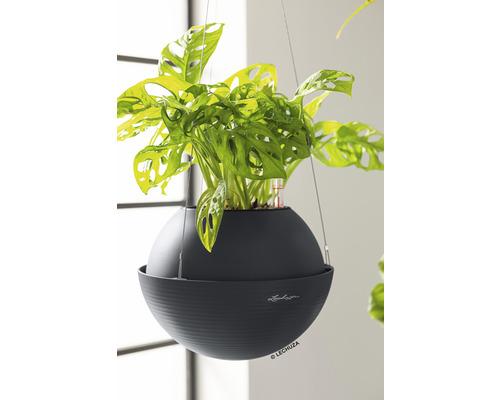 Hängande växt i en rund, mörk kruka med bevattningssystem av märket Lechuza