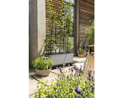 Terrass med planterad blomlåda och spaljé