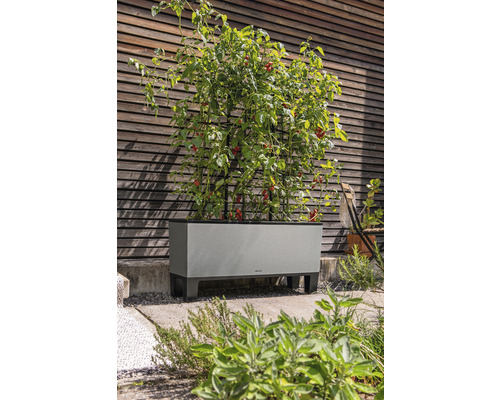 Hög rabatt med tomatplantor och klätterstöd framför en trävägg