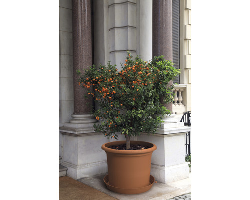 Citrusträd i kruka för utomhusbruk