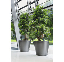 Två gröna bonsai-träd i grå planteringskärl står på ett ljust golv.