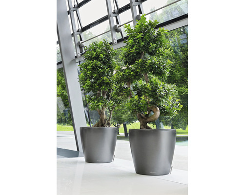 Två gröna bonsai-träd i grå planteringskärl står på ett ljust golv.