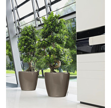 Självvattnande blomkruka LECHUZA Classico Premium plast Ø60x55,5cm beige inkl. substrat