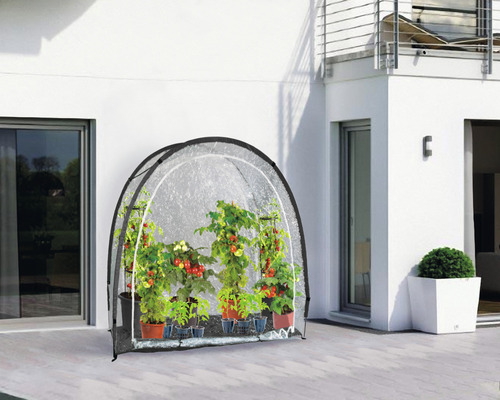 Tomatplantor i ett växthus på en terrass.